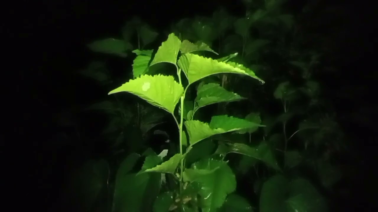 Countryside Serenity: Midnight Cricket Symphony