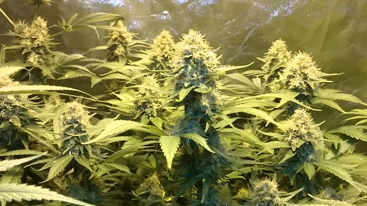 Science Guys White Widow N Company week 7 flower