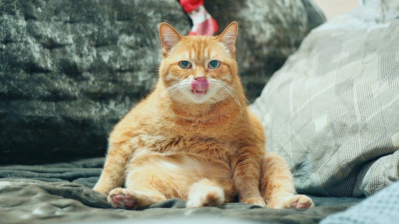 Street Cat Rescue / So Cute An Angry Cats 😱&hearts;️