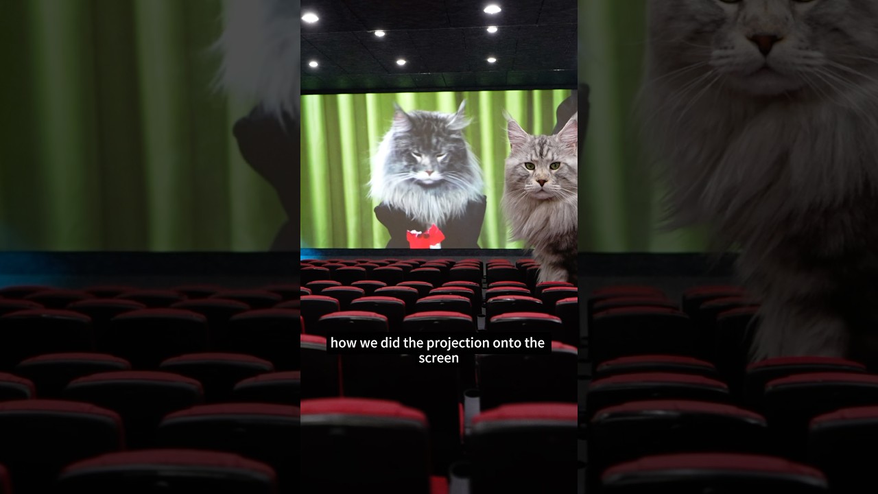 I made a cat movie theater, here's how it works!