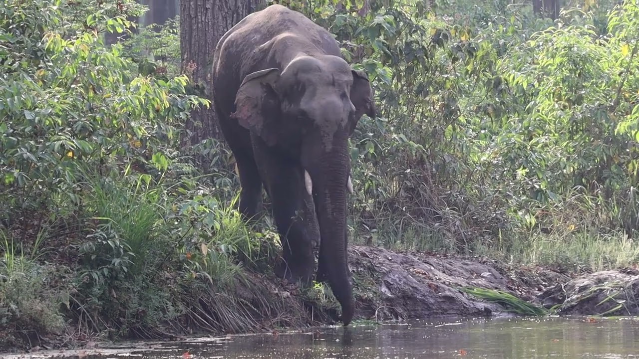 Wild Elephant   refreshing in pound  This video taken by Forest Hideaway Resort bardia NP Nepal