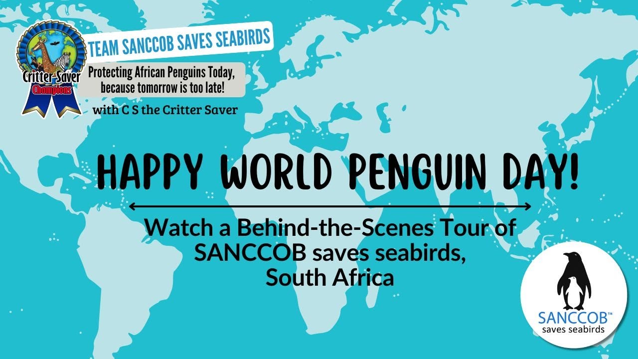 A Behind-the-Scenes Tour of SANCCOB with C S Wurzberger, the Critter Saver