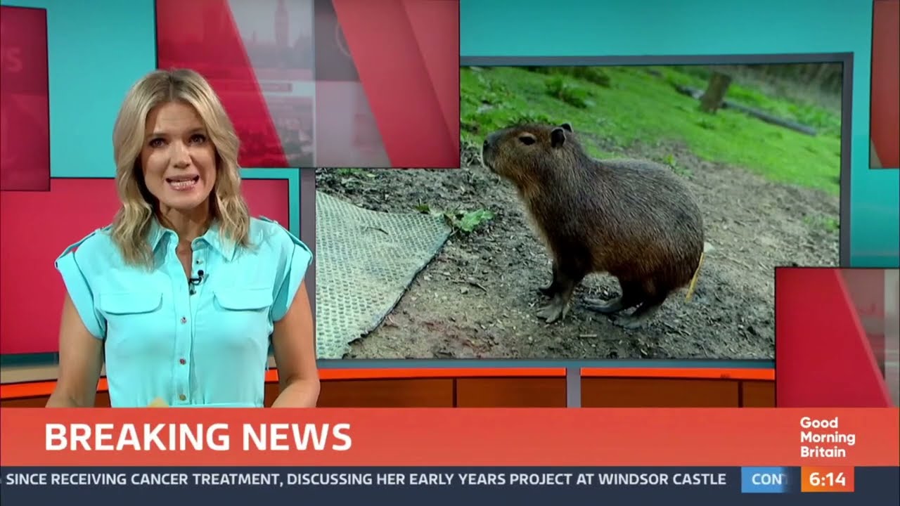Cinnamon the capybara escaped from Hoo Zoo & Dinosaur World ITV Good Morning Britain 18/09/2024