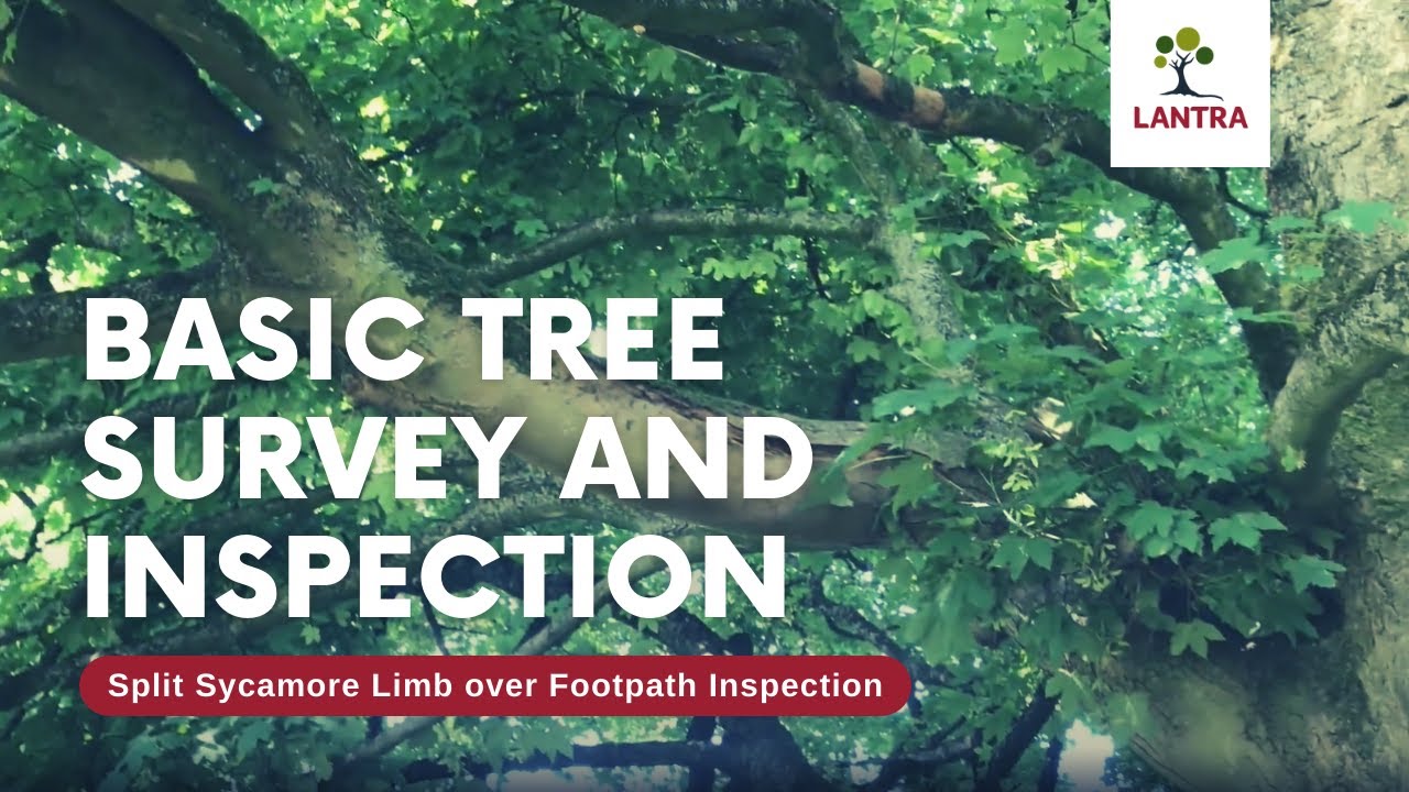 Basic Tree Survey and Inspection - 9. Split Sycamore Limb over Footpath Inspection