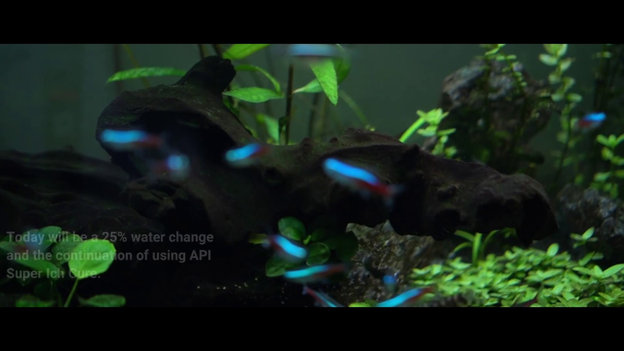 Day 3 of Curing Ich from my 55 gallon Planted Tank with API Super Ich Cure [check description]