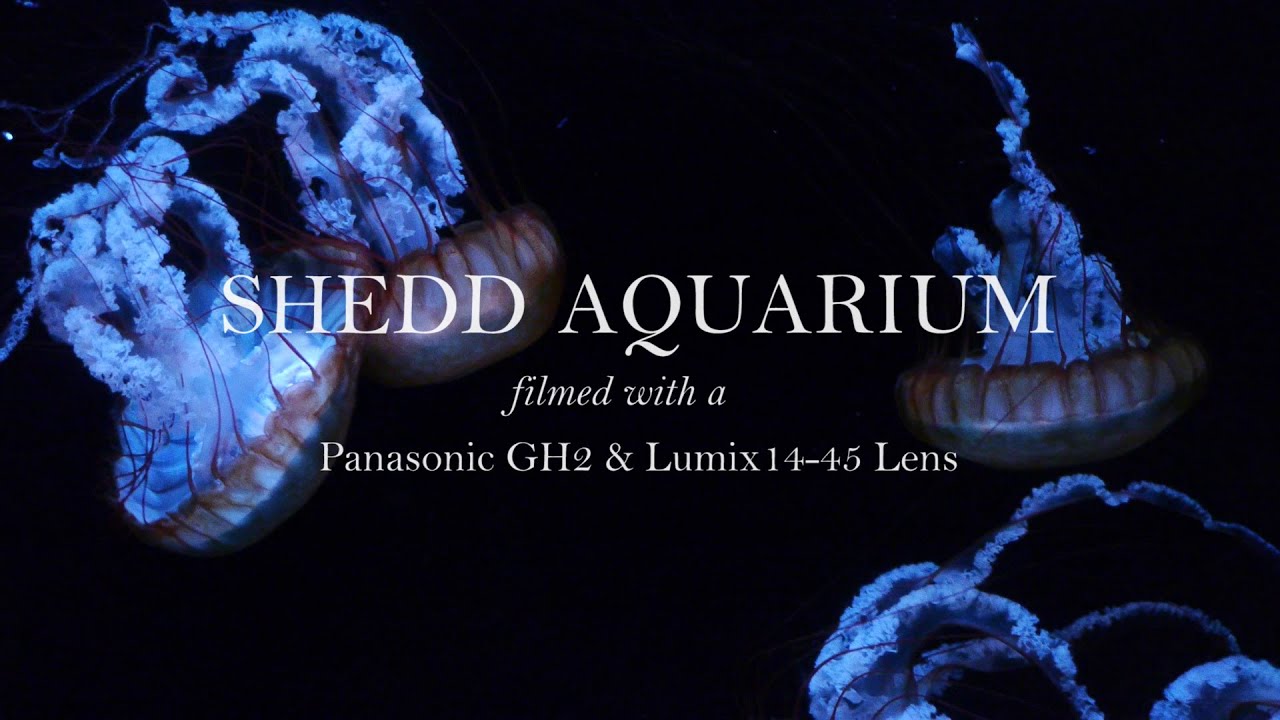 Underwater @ Shedd Aquarium - Panasonic GH2 + Lumix 14-45