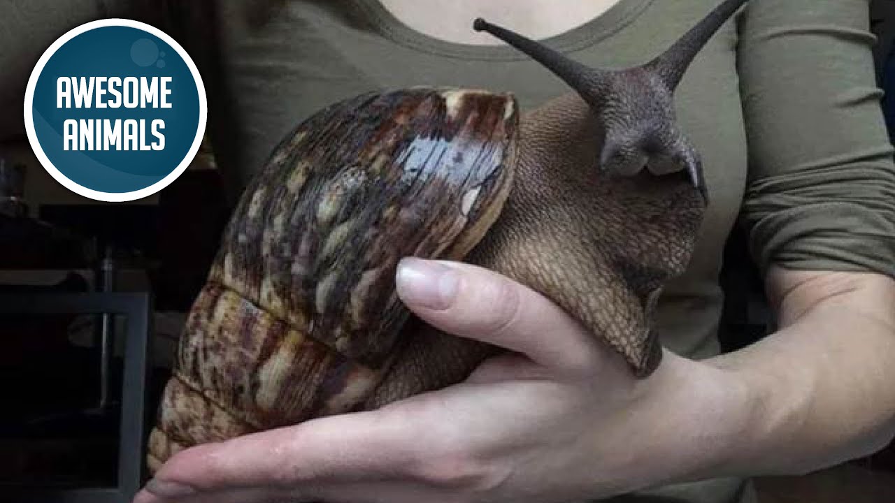 Giant African land snail (mini documentary)