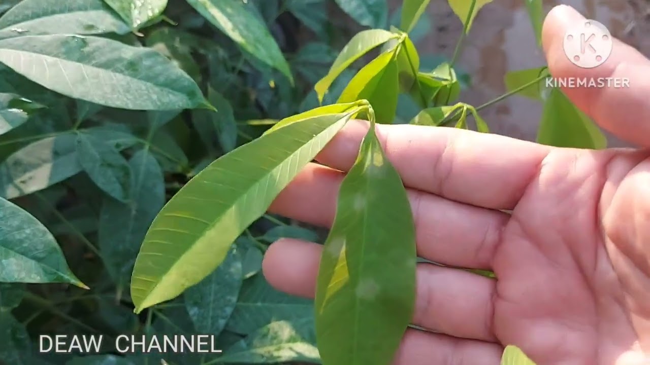 อย่ารดน้ำตอนเย็น | DEAW CHANNEL