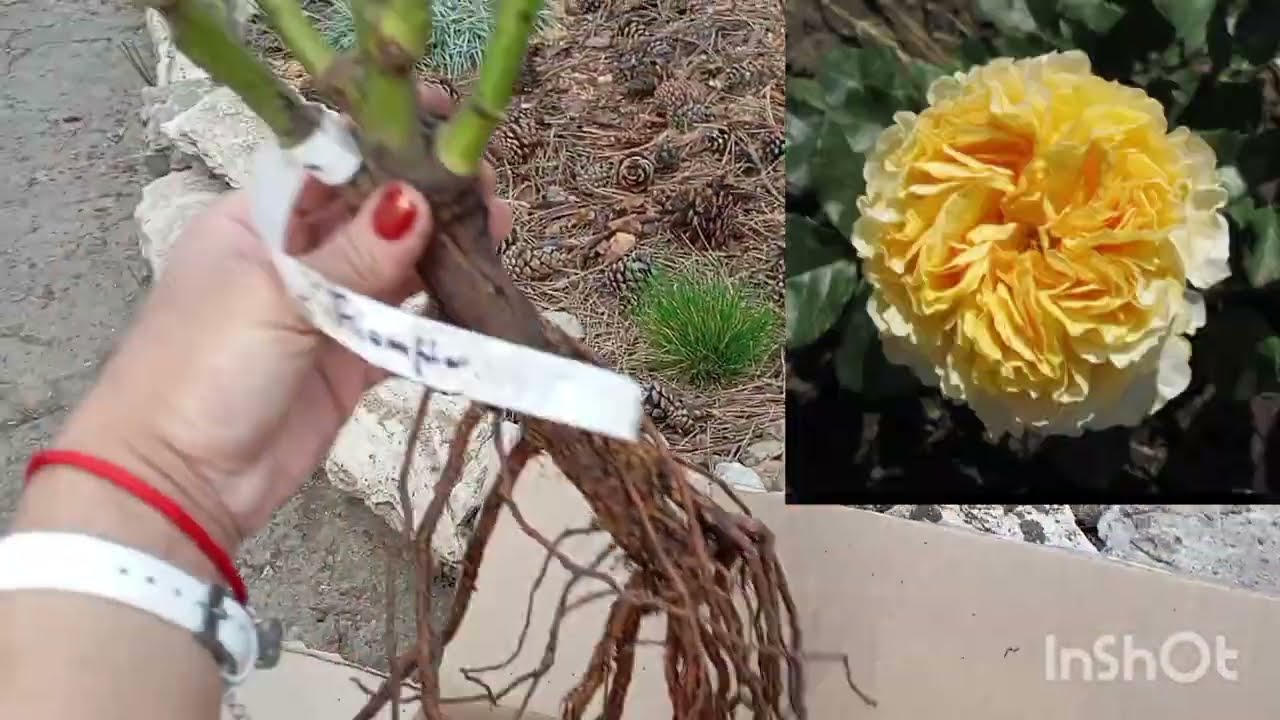 Саджанці троянд🌹Долина Роз🌹 МельСанСад🌹🇺🇦