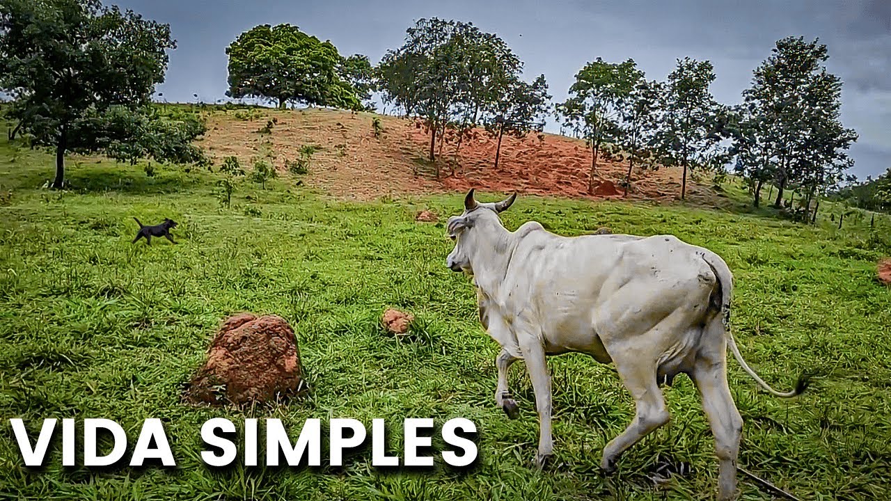 UM DIA COM AS VACAS NO SÍTIO🐄