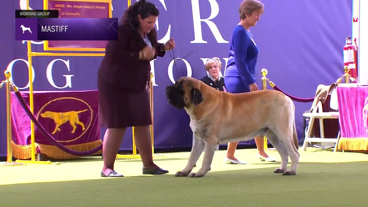 Mastiffs | Breed Judging 2024
