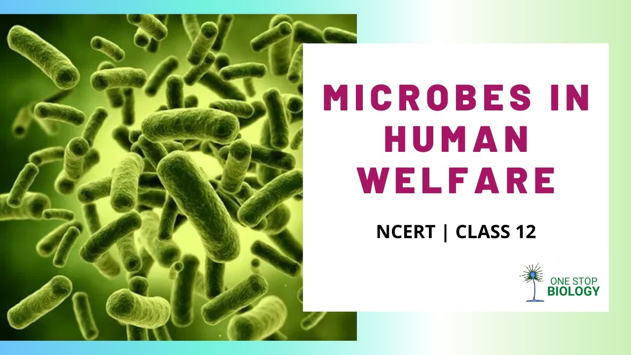 Microbes in Human Welfare | One Stop Biology | NCERT | Class 12 | Chapter 10