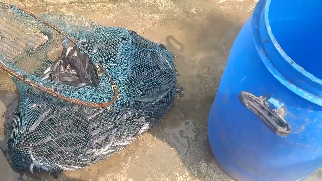 70-100 লাইনের হাইব্রিড মাগুর মাছের পোনা আজ ডেলিভারি যাচ্ছে বহরমপুর ব্লকের অন্তর্গত সাহজাদপুর গ্রামে।
