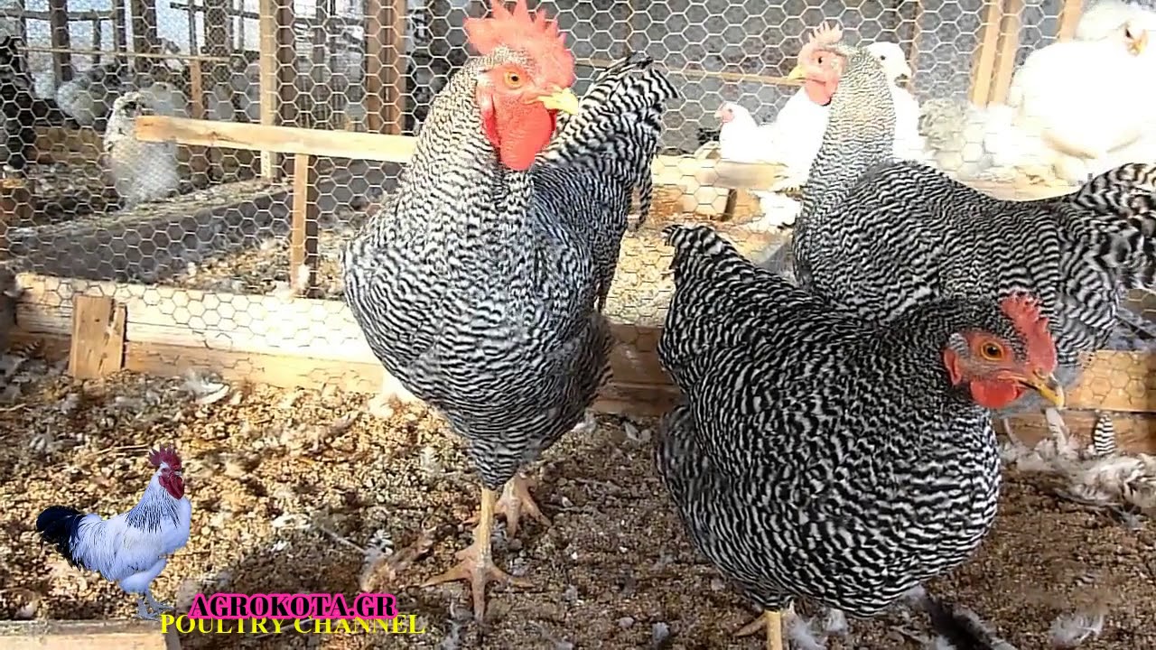 chicken breeds - Amrocks chickens - AGROKOTA.GR