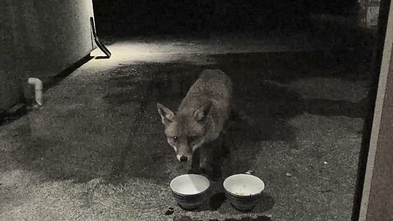 The Glenville Fox calls for his biscuits every night at 9m