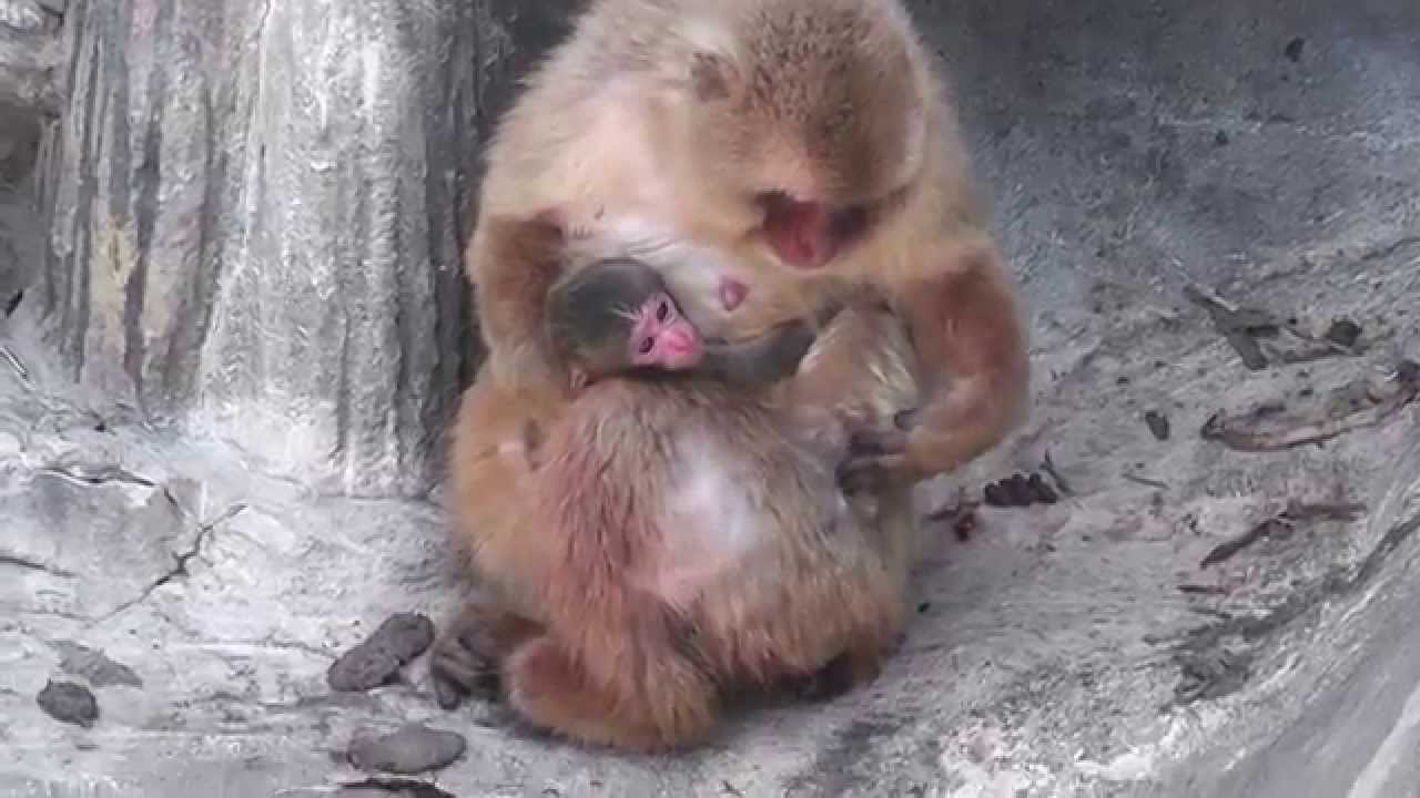 Baby Monkey 1day old. ニホンザルの赤ちゃん生後１日目（釧路動物園）①