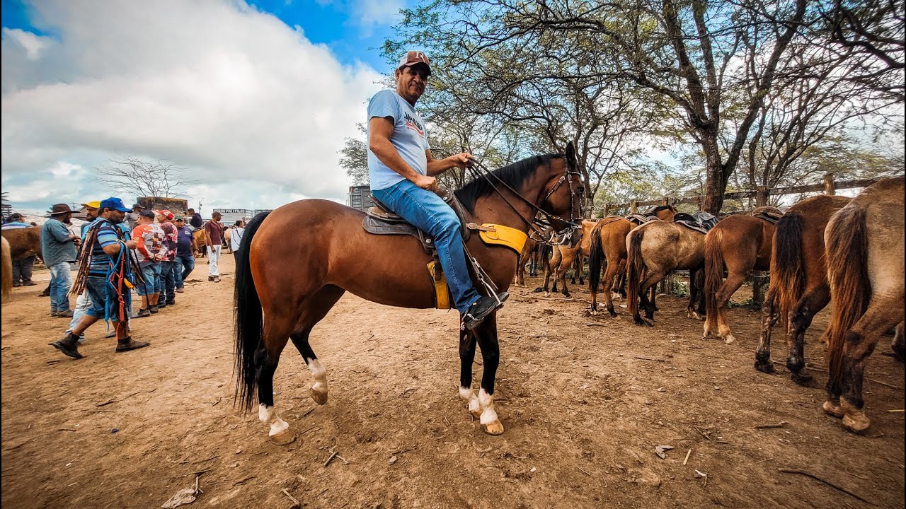 FEIRA DE CAVALO DE CARUARU PE, TERÇA FEIRA, 23/07/24 #nordeste