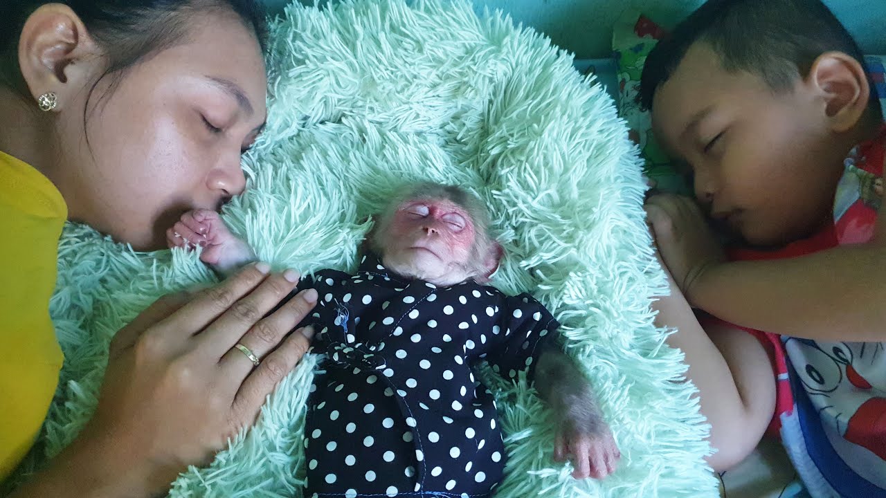 Baby monkey Bob sleeps deeply after returning home from medical examination