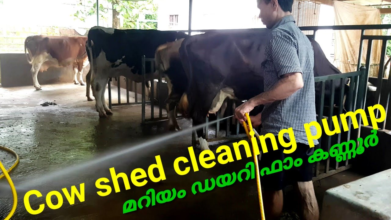 Cow Shed Cleaning Pump/ പ്രഷർ വാഷർ പമ്പ്/cow farm Kannur /WhatsApp :  00919061706787