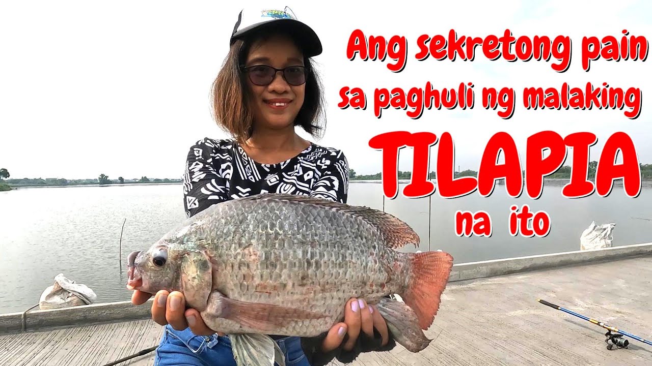 Mabisang Pain sa Tilapia | Effective Bait for Tilapia