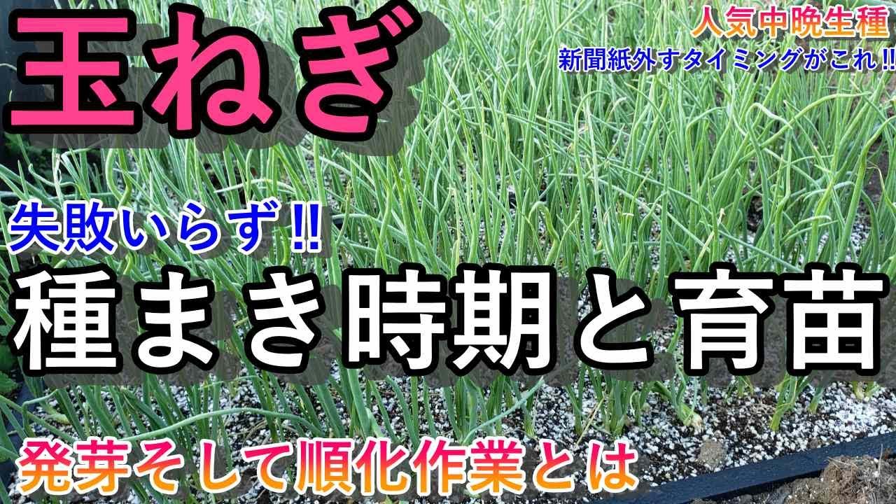 「失敗しない中晩生種玉ねぎ苗づくり｜新聞紙外すタイミングと育苗術」発芽したらこのタイミングで外す、そして育苗管理がこれだ！