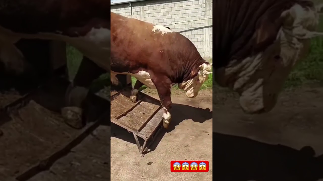 GIGANT SMENTAL BUQAMIZGA NECHA KG BERASILAR.