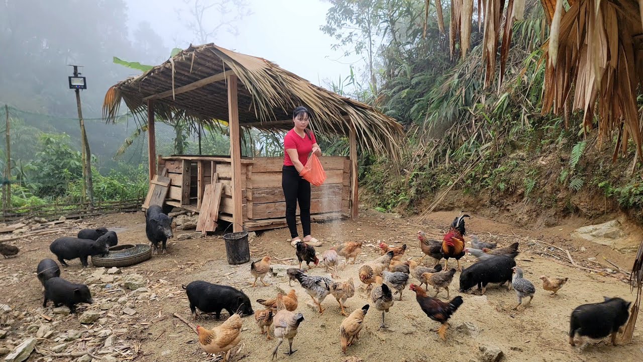 Cook food for pigs, go into the forest to find new water sources | Triêu Thị Sểnh