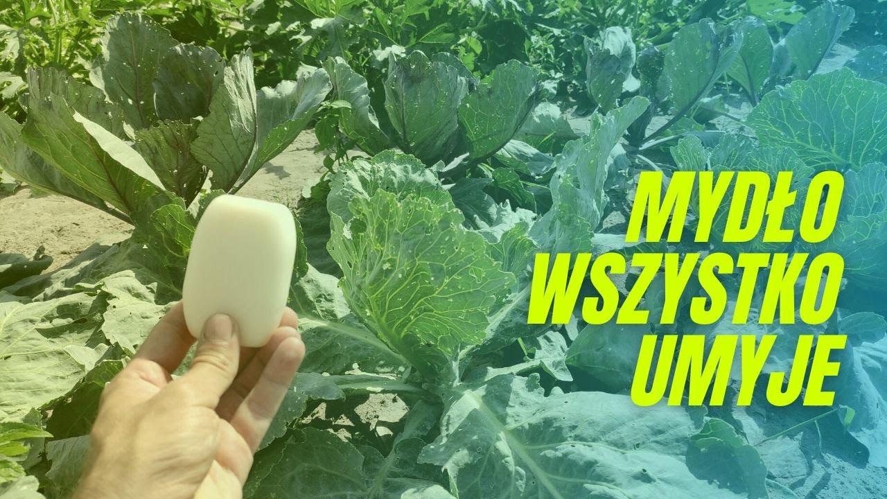 Mydło w ogrodzie - zwalczy szkodniki, ochroni przed chorobami, umyje narzędzia