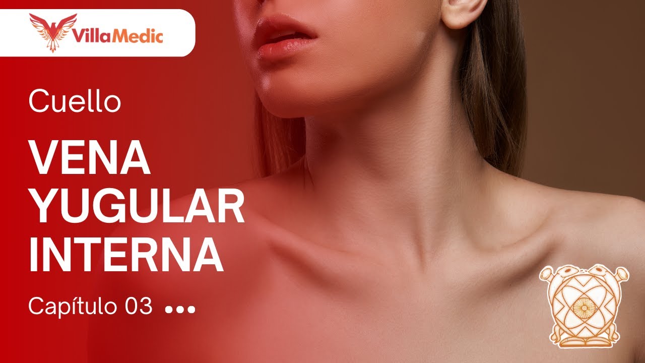 CC.BB. ANATO | Cuello: Vena yugular interna - VillaMedic