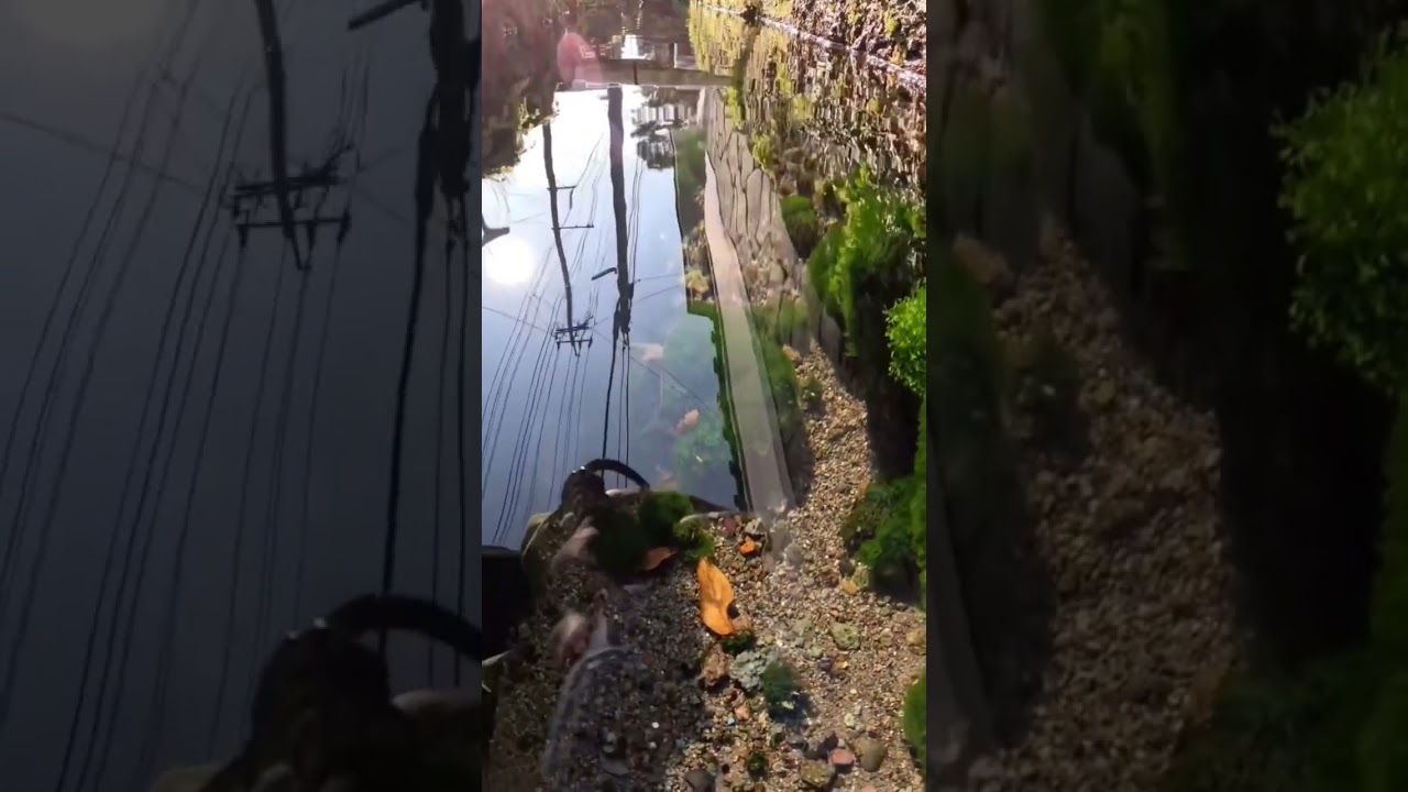 Green Moss | Live Plants #shorts #viral #trending #new #reels #fish #aquarium #plants