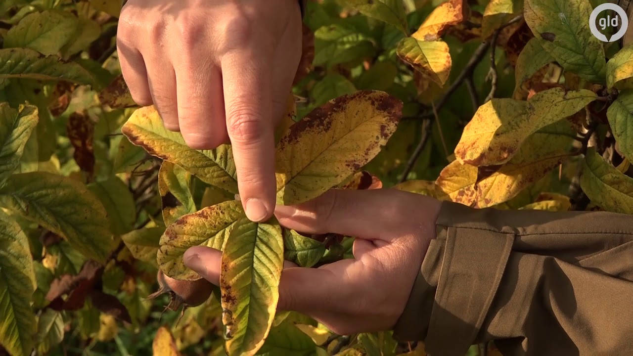 Waarom bladeren in de herfst verkleuren