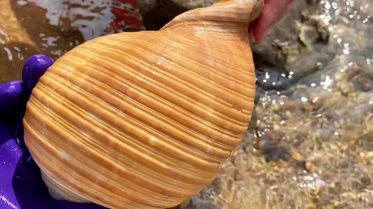 Сяочжан снова вышел на берег!Хороший урожай!