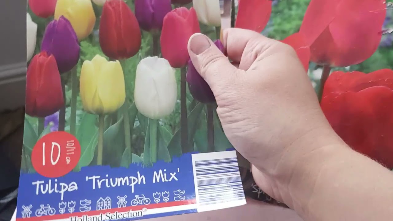 Lidl  flower bulbs 1. October 2021