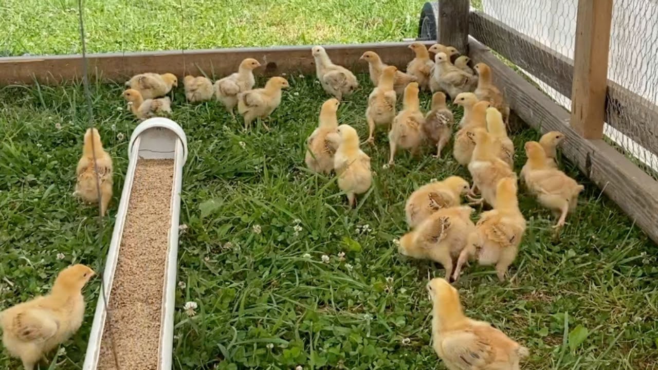 FREEDOM RANGER meat chickens moved outside at 2 weeks old!