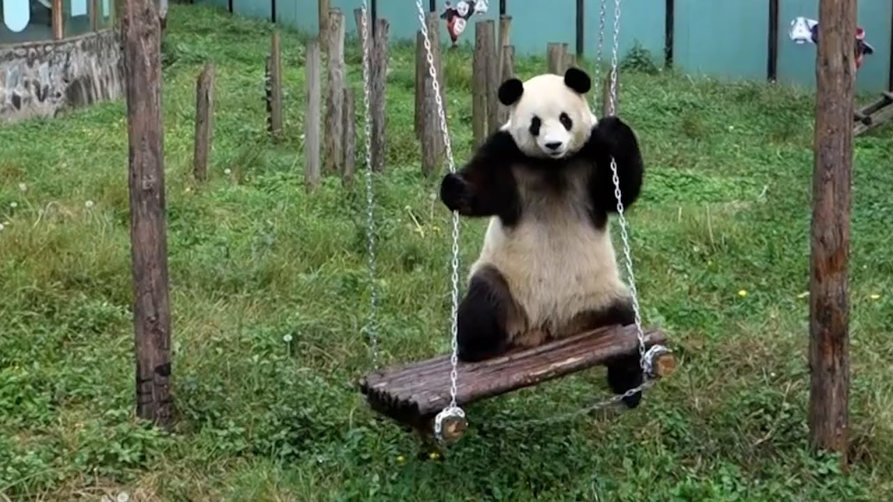 50 Wild Jungle Animals