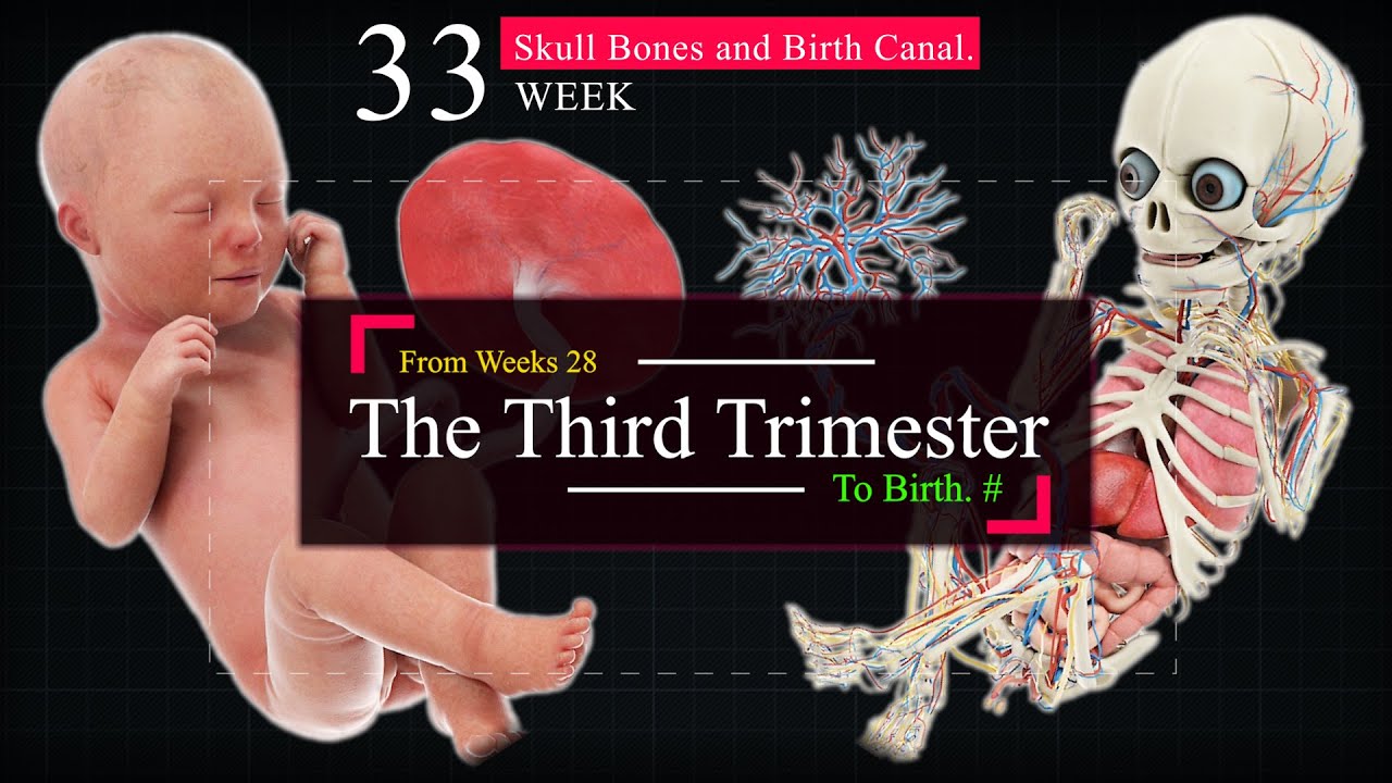 Третий триместр беременности | С 28 недели и до рождения 👼🏻💞🤰🏻