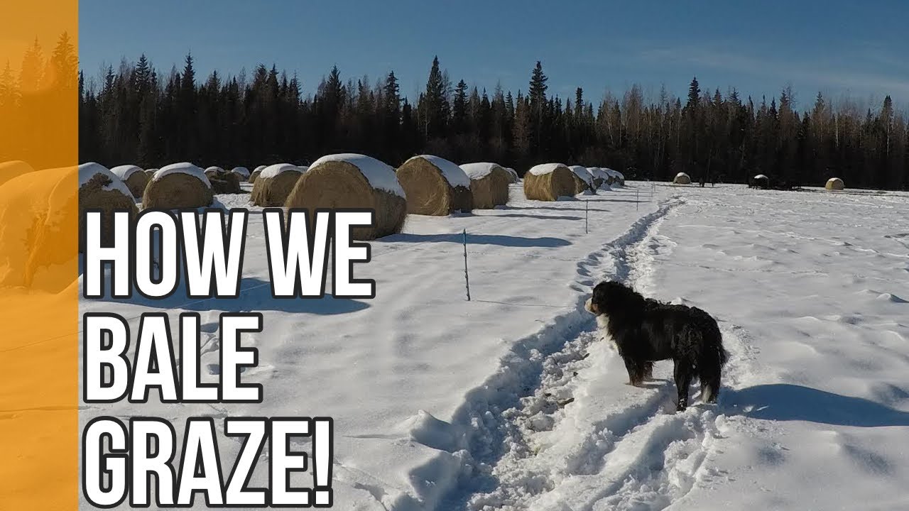 How We Bale Graze Cattle