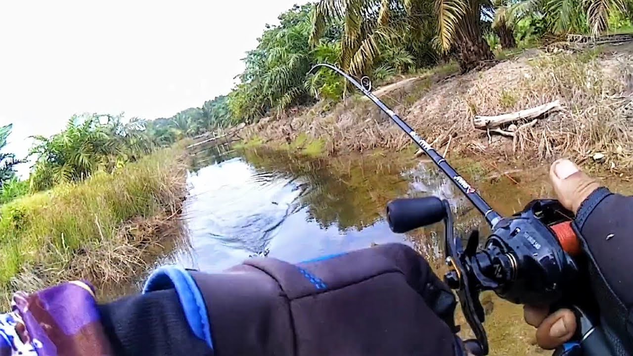 Mancing casting di cuaca panas ikan gabus pun ikut panas melihat soft frog lewat SNAKEHEAD FISHING 
