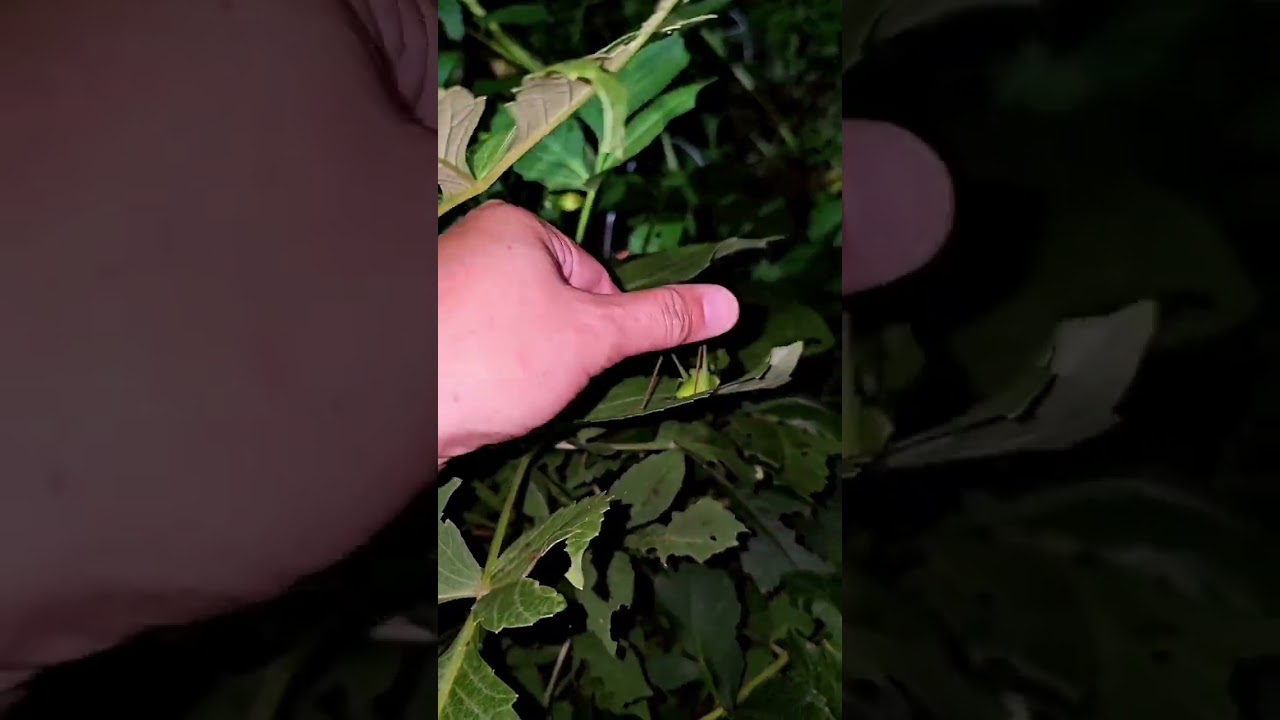Catching Katydids #katydid #dahondahon #bushcricket #cricket #tetticogiinae #insekto #insects