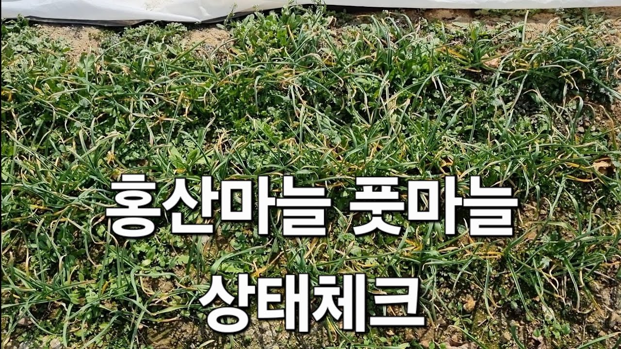 홍산마늘 풋마늘 상태체크