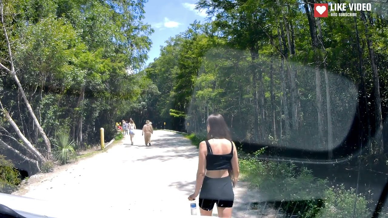 Florida: Everglades - Loop Road - Scenic Road Dash View -Feel the Nature, Like it!