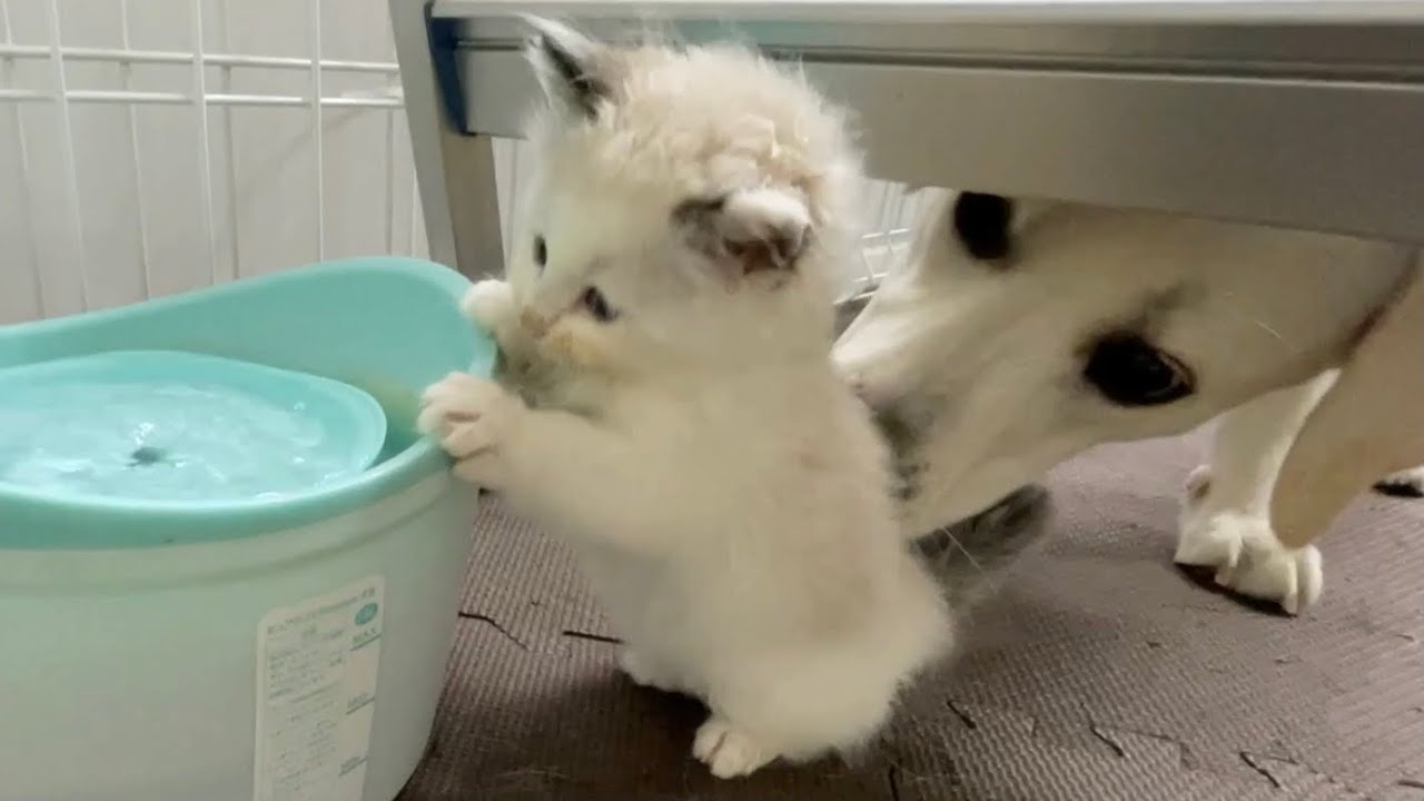 必死に背伸びして給水器で水を飲む保護子猫と心配そうなラブラドール