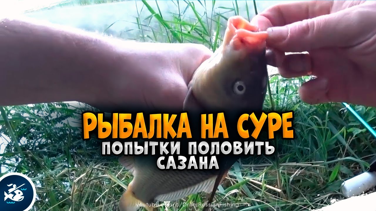 Попытки поймать Сазана на реке Сура. Часть 1