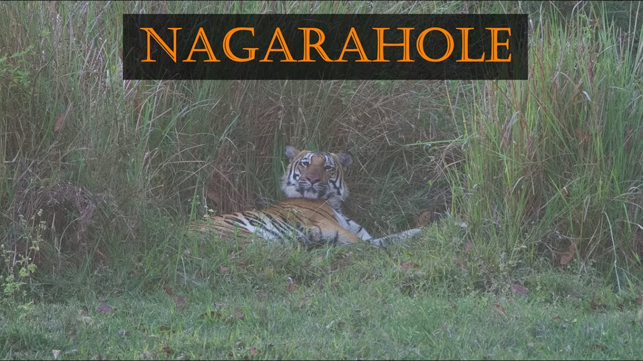 A Safari in Nagarahole | Tiger Sighting