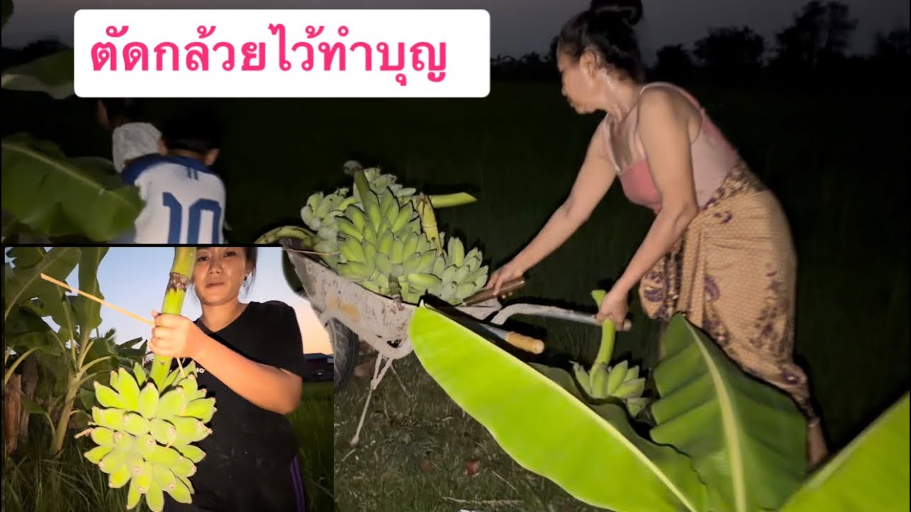 ตัดกล้วยตอนคำลูกสาวช่วยเป็นตาก้องให้