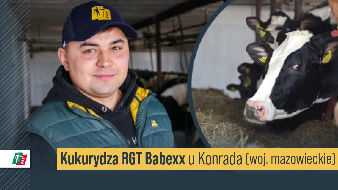 Kukurydza RGT Babexx w gospodarstwie Konrada 🌽🚜 Słabsze gleby i kr&oacute;tkie FAO dające plon #rolnictwo