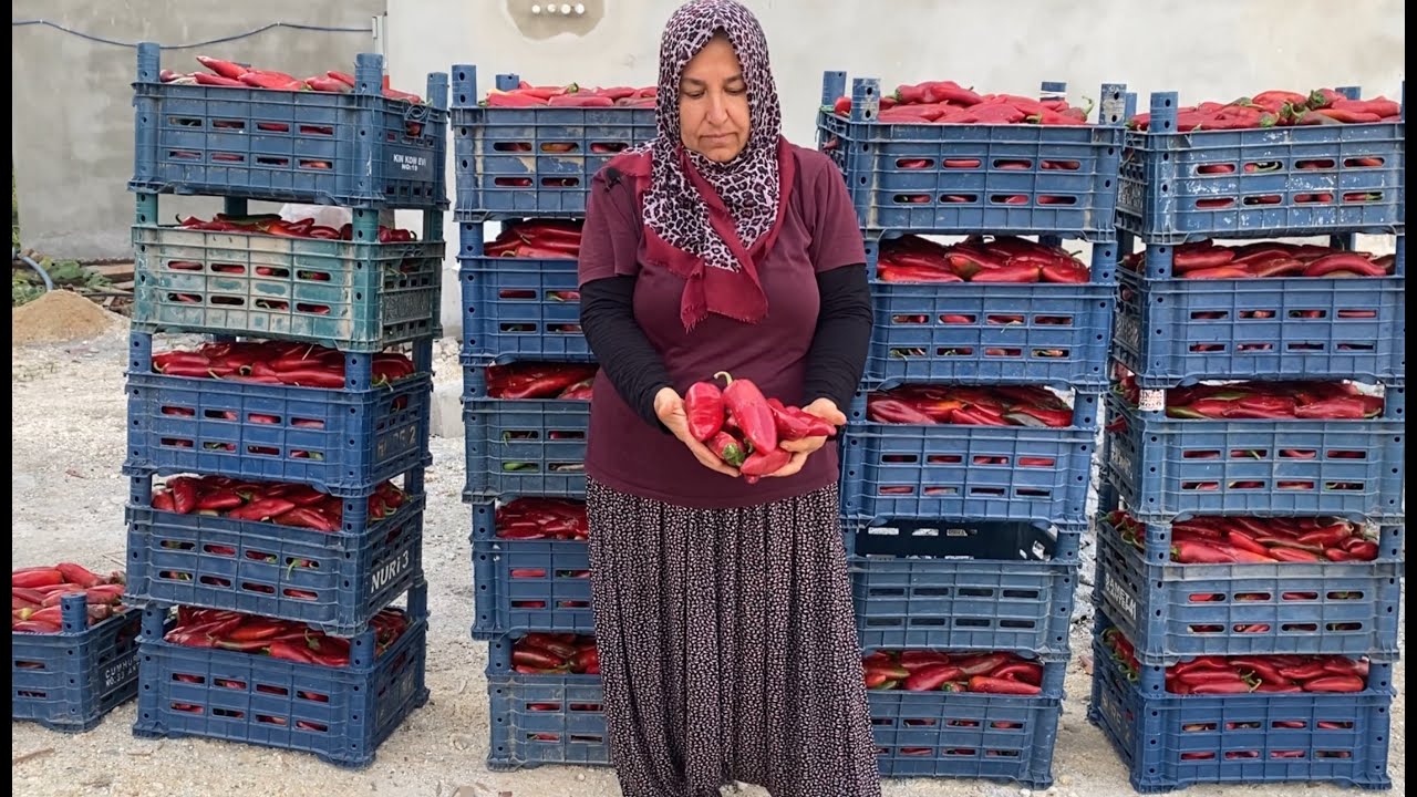 HATAY YEMEKLERİNİN LEZZETİNİN SIRRI BURDA 🌶️ ÇOK BEKLENEN HATAY TATLI BİBER SALÇAMIZI YAPTIK