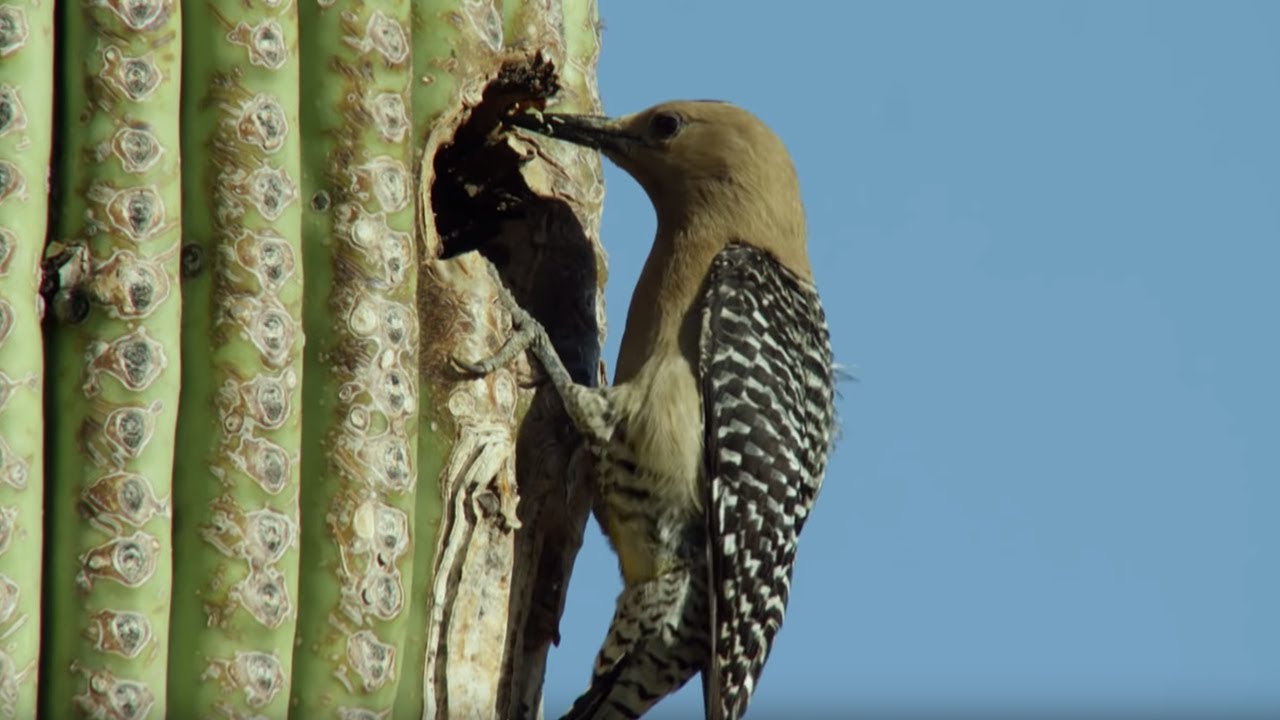 Birds Feast on Bee Swarm | BBC Earth