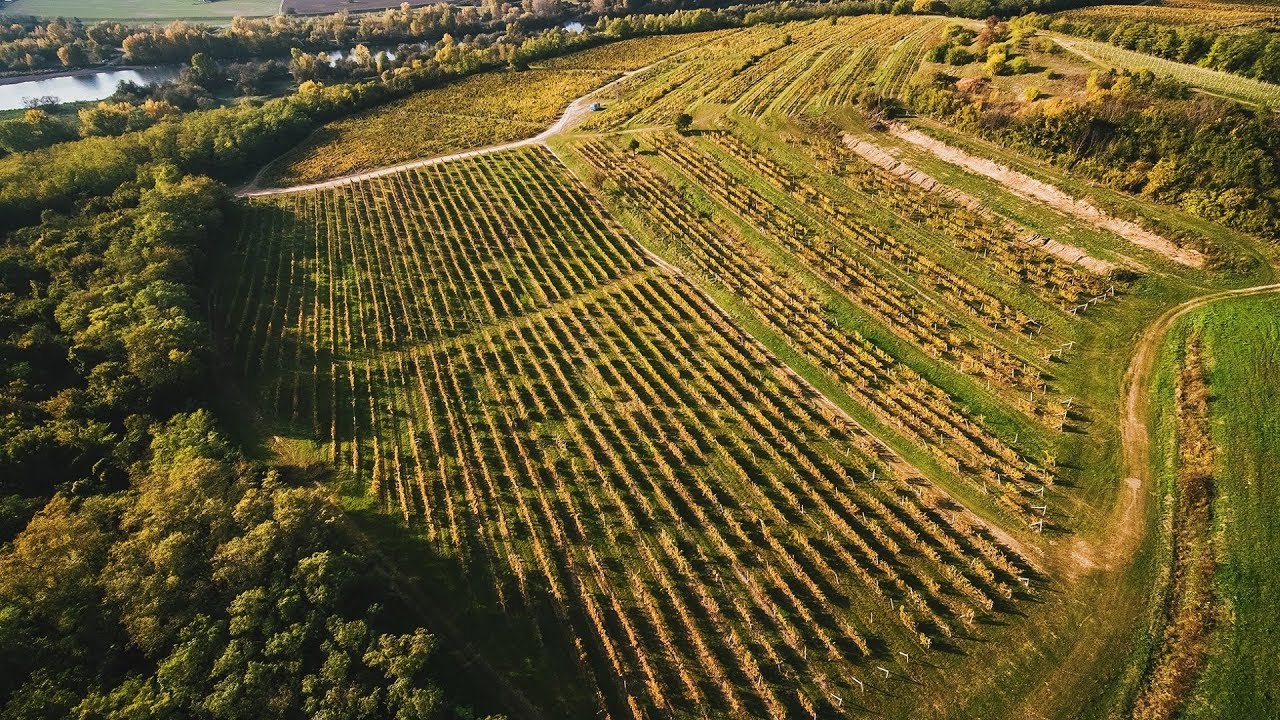 Vinice - Poľnohospodárske družstvo Siladice