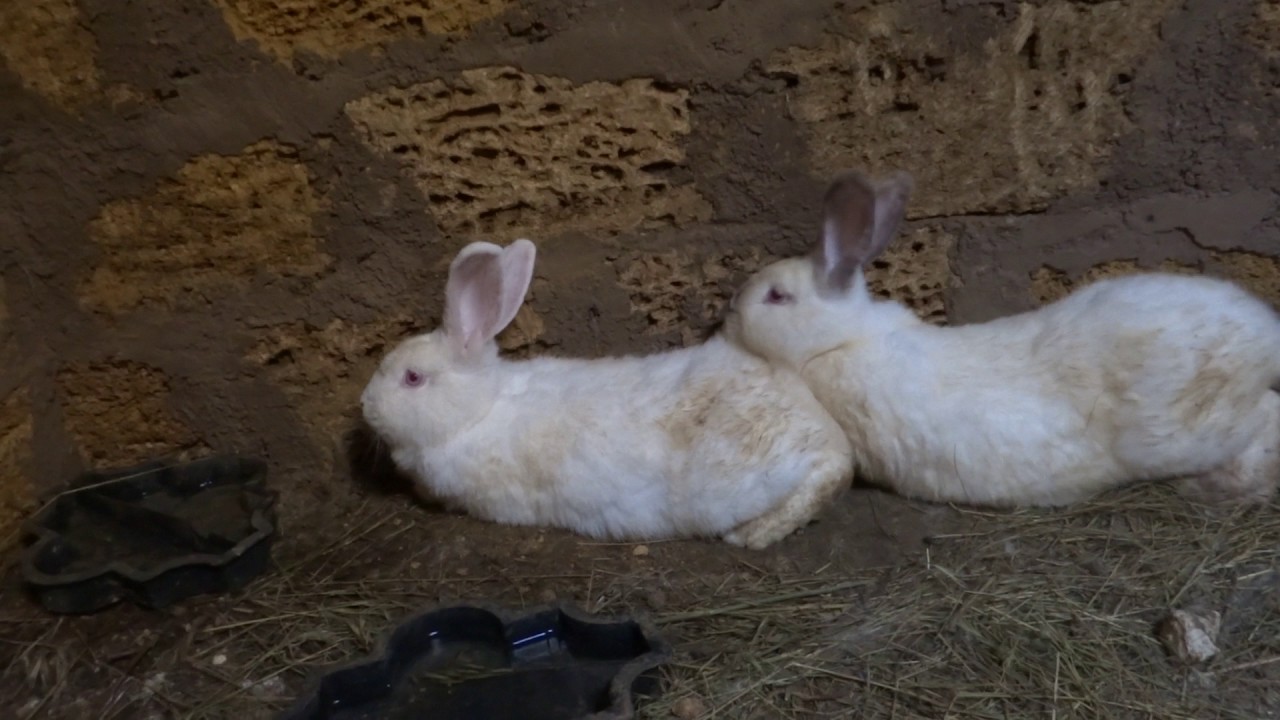 Кролики в яме (4) Первый окрол